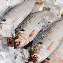 자연산 제철 전어 2kg 26-32미, 상세설명 참조