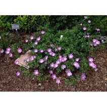 시즌플라워 [어린묘]숙근양귀비(덤불양귀비)-테누이시마, 1개