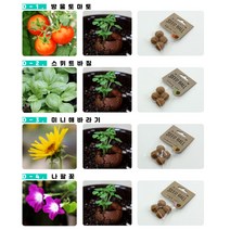 식물키우기 씨앗심기 6종 해바라기 패랭이꽃 나팔꽃 봉선화 방울토마토 스위트바질