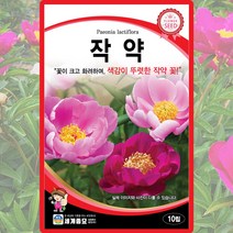 작약 씨앗 작약 씨 꽃 종자 10립, 단품