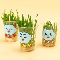 어린이 밀싹 식물 키우기 키트 5세트 관찰일지 만들기