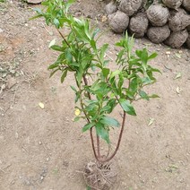 키움원예 [천리향] 분 개화주 키60cm 1주