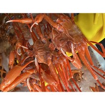 [해맑은수산] 실속형 후포 홍게찜 3kg 7-9마리 / 2-3인분 무배, 3kg(7-9마리)