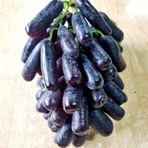 영천 블랙사파이어 2kg (특품) 3송이 껍질째 먹는 씨없는포도, 단품