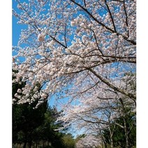 왕벚나무 묘목 2주 묶음 꽃나무 봄꽃 조경수, 80cm이상