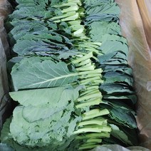 당일수확 케일 1kg 2kg 쌈케일 쌈채소 샐러드채소, 쌈용 케일 2kg