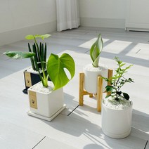 cocooning 키우기 쉬운 실내 초보자 공기 정화 청정 식물, 사각화이트, 연필선인장