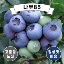 (나무85) 블루베리 듀크 2년 포트