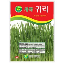 새싹귀리 씨앗 500g 1kg 대용량, 1팩