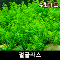 [수초마트] 펄글라스, [단품] 8줄기