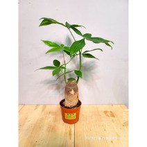 파키라 중소형 돈들어오는나무 30cm, 1개