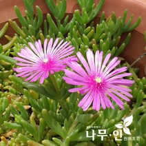 [나무인] 송엽국 사철채송화 여름꽃 12그루, 12개