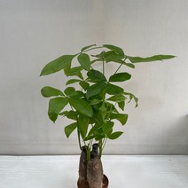 파키라 3촉 실내공기정화식물 반려식물 플랜테리어 온누리꽃농원, 1개
