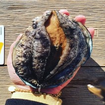 [활전복 산지직송] 완도 전복선물세트 직거래 대 특대 특특대 선물용 / 1kg 2kg 10미 20미 30미 40미 꼬마전복 미니전복 가정용 내일도착, 1-1) [미니] 1kg 50-57미