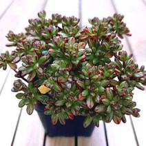 소인제 키우기 물이 들면 예뻐지는 다육식물40 랜덤, 단품