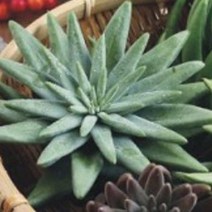 와송 씨앗 품종 작물 식물 종자 5000립 원예 정원꾸미기 국산, 본상품선택