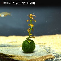 헬로아쿠아 모음)심쿵 수초아이템 160종 쉬운수초 어항장식 열대어 어항꾸미기 수족관꾸미기, 91번) 마리모 수초 드워프바코바