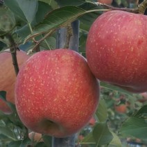 가정용 경북 햇꿀 사과 2.8Kg, 2.8Kg 중소과(13~17과)