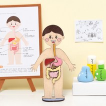 소화기관 인체모형 만들기 재료 교구 인체지도 교육
