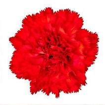 빨강 카네이션 32x32cm 액자/ 벽장식 카페소품 개업, 선택사항_알루미늄 (블랙)