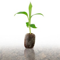 피케이몰 배양 원예용 지피 펠렛 10p+10p 상토 흙, 44mm