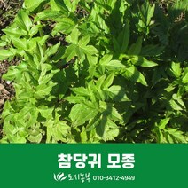 가시없는 엄나무묘목 포트묘 1주 원형포트묘 2L 화분묘 민엄나무 포트묘