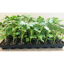 가정 원예용 애플수박 (흑피)애플수박 자몽수박 파프리카 모종 접목묘 1박스 5주, 자몽수박 5주