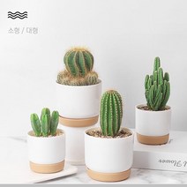 GARDEN 자동급수 다육이 미니 선인장 식물 화분 3개, 1-다육이화분-소형