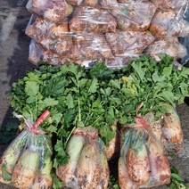 싱싱한 노지 다발무 1단(8kg 내외) 김장무