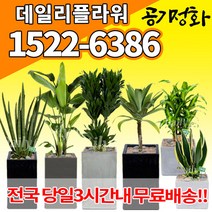 실내공기정화식물 미세먼지 공기청정 키우기쉬운식물 플랜테리어 식당 개업축하선물 산세베리아 고무나무 안시리움 율마 아가베 아레카야자 승진화분, (선택23)아가베