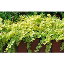 황금 리시마키아[2포트]