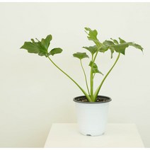 호프셀렘 소/중_키우기쉬운식물 인테리어식물 실내공기정화식물 호프셀렘, 호프셀렘 기본포트 / 중
