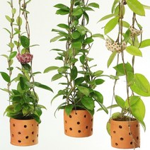 대성식물 꽃피는 호야 카노사 5종 택 1 토분 식재 세트 공중 행잉 인테리어 베란다 식물, 5. 다크레드 카노사 토분식재, 1개