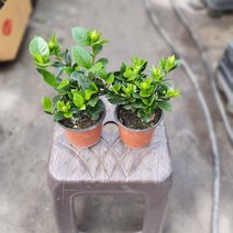 식물학박사 1+1 치자나무 소품 향기꽃 69