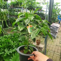 45~70cm 129 커피나무 중대품 열매식물