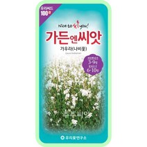 가우라 꽃 씨앗 50립 / 꽃씨 모음 꽃씨몰 씨앗 종자 다년초 야생화 노지월동 다년생 나비꽃 씨 gaura seed