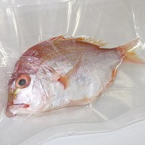 도미 제주 손질 황도미 생물 크기별(급냉), 황도미(대)2마리