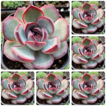 [별난다육] 희귀다육이 38종, 1번-  츄비바니, 1개