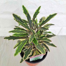 황금 무늬가 이쁜 아라리요식물 추억 꽃말 아라리요키우기, 단품