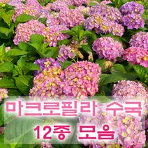 마크로필라 수국 11종 묘목 포트묘 화분묘 프린세스다이애나 니코블루 LA드림 돌체칙 로소글고리, 08.더블딥핑크