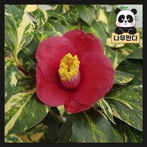 (나무판다) 무늬차동백 나무 묘목 포트, 무늬차동백 포트