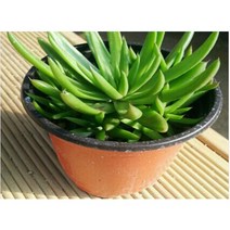 2년생 와송모종 (중묘) 10개 (WJ)