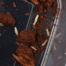 흰개미 병정개미+일개미 200마리 사마귀먹이 개미먹이 개구리먹이 다트프록 양서류먹이, 흰개미 일개미+병정개미 200마리