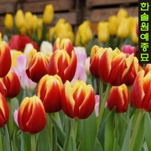 유럽 튤립 구근 모음, 03. 골든 아펠도른 (5구1세트), 1개