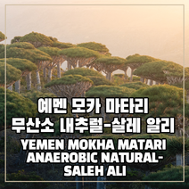 (커피생두) 65 예멘 모카 마타리 무산소 내추럴-살레 알리 500g