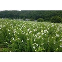 백도라지종근 100주 슈퍼도라지모종 슈퍼도라지씨앗재배