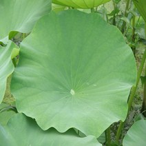 2021년 자연산 생연잎 (연잎밥) 심청이연근, 20장