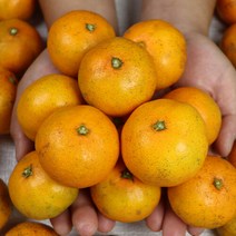 미네픽 [미네픽] 산지직송 껍질까지 활용 가능 제주 무농약 감귤 5kg, 단품없음