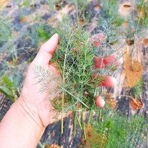 딜 허브 생잎 50g, 100g