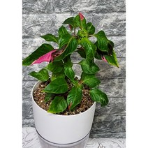 룬데리 파티타임